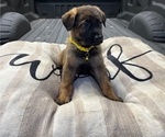 Small Photo #5 German Shepherd Dog Puppy For Sale in HASLET, TX, USA