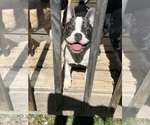 Small #5 French Bulldog