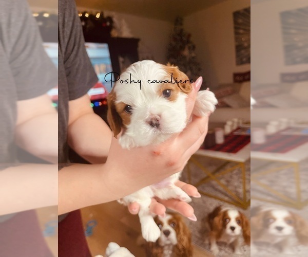 Medium Photo #4 Cavalier King Charles Spaniel Puppy For Sale in NAMPA, ID, USA