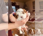 Small Photo #4 Cavalier King Charles Spaniel Puppy For Sale in NAMPA, ID, USA