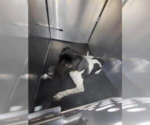 Mutt Dogs for adoption in San Antonio, TX, USA