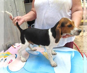 Beagle Puppy for sale in RATTAN, OK, USA