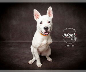 American Pit Bull Terrier-Unknown Mix Dogs for adoption in Salt Lake City, UT, USA