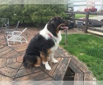 Small Photo #3 Australian Shepherd Puppy For Sale in DRUMORE, PA, USA