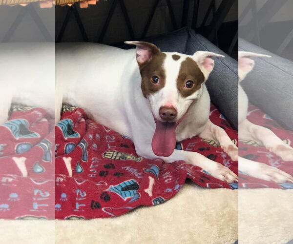 Medium Photo #2 Parson Russell Terrier-Pointer Mix Puppy For Sale in Amarillo, TX, USA