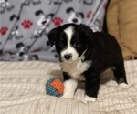 Puppy 2 Miniature Australian Shepherd