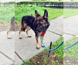 Dino 3181 - Male German Shepherd Dog Dog for Adoption - Photo #2