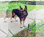 Small Photo #2 German Shepherd Dog Puppy For Sale in Plantation, FL, USA