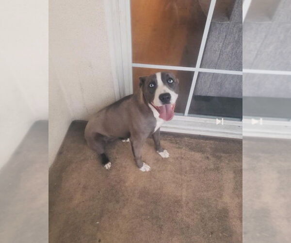 Medium Photo #2 American Pit Bull Terrier-Siberian Husky Mix Puppy For Sale in Dana Point, CA, USA