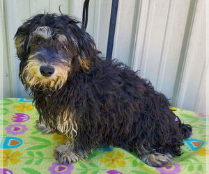 Havanese Dogs for adoption in Mountain View, MO, USA