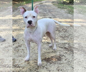 American Pit Bull Terrier-Unknown Mix Dogs for adoption in Wetumpka, AL, USA