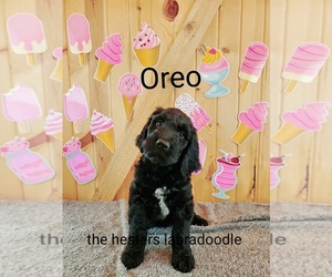 Labradoodle Puppy for sale in LITTLESTOWN, PA, USA