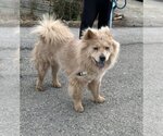 Small Photo #5 Chow Chow Puppy For Sale in Prescott, Ontario, Canada