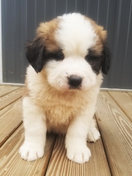 Medium Photo #1 Saint Bernard Puppy For Sale in LANCASTER, MO, USA