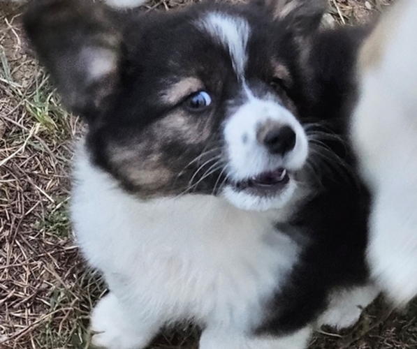 Medium Photo #1 Pembroke Welsh Corgi Puppy For Sale in MILTON, WI, USA