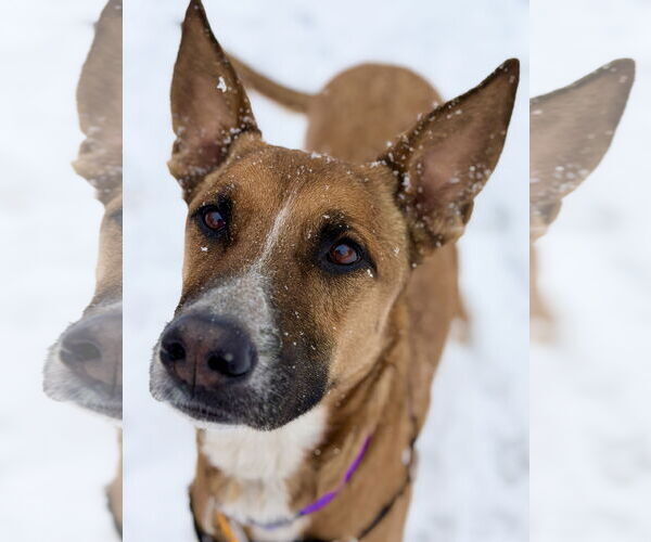 Medium Photo #1 Mutt Puppy For Sale in West Cornwall, CT, USA