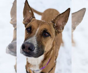 Mutt Dog for Adoption in West Cornwall, Connecticut USA