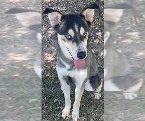 German Shepherd Dog-Huskies  Mix Dogs for adoption in Texas City, TX, USA