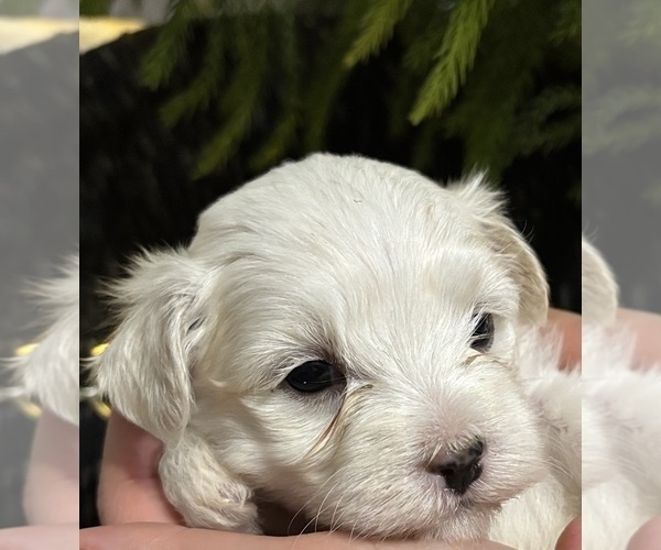 Medium Photo #6 Maltese Puppy For Sale in ROCK STREAM, NY, USA