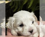 Small #5 Maltese