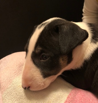 Medium Photo #8 Bull Terrier Puppy For Sale in WHITE, GA, USA
