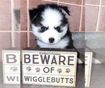 Small Photo #8 Pomsky Puppy For Sale in CASA GRANDE, AZ, USA