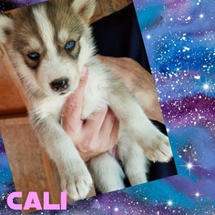 Siberian Husky Puppy for sale in OWENSVILLE, IN, USA
