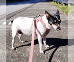 Small #6 Rat Terrier