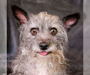 Maltese-Unknown Mix Dogs for adoption in Albuquerque, NM, USA