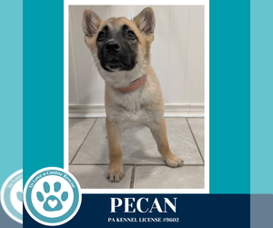 Mutt Dogs for adoption in Kimberton, PA, USA