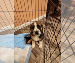 Small Photo #1 Australian Shepherd-Saint Bernard Mix Puppy For Sale in ANTONIA, MO, USA