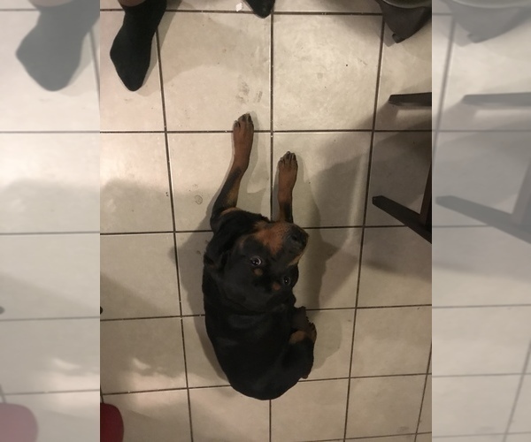 Medium Photo #1 Rottweiler Puppy For Sale in WAYNE, MI, USA