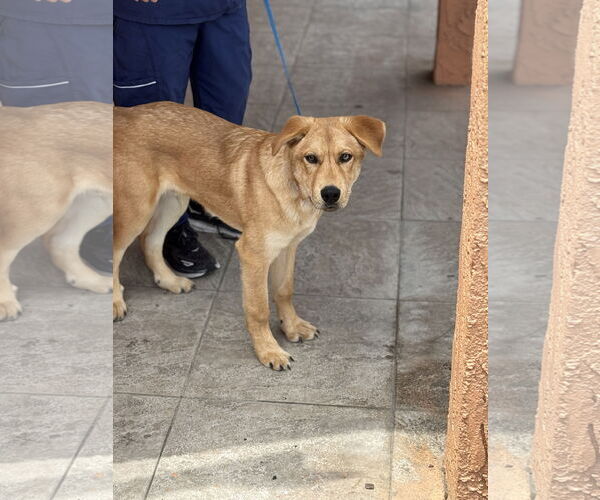 Medium Photo #13 Labrador Retriever-Unknown Mix Puppy For Sale in San Diego, CA, USA