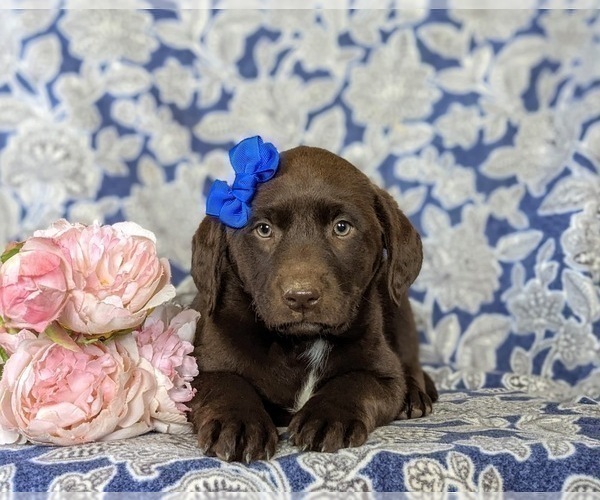 Medium Photo #6 Labrador Retriever Puppy For Sale in NEW FREEDOM, PA, USA