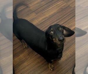 Dachshund Dogs for adoption in Los Angeles, CA, USA