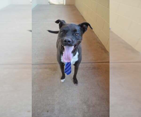Medium Photo #3 American Pit Bull Terrier-Unknown Mix Puppy For Sale in McKinney, TX, USA