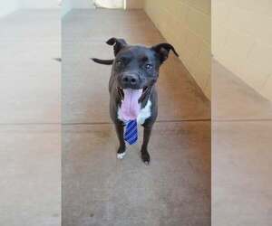 Gustavo - Male American Pit Bull Terrier-Unknown Mix Dog for Adoption - Photo #3