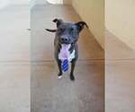 Small #2 American Pit Bull Terrier Mix