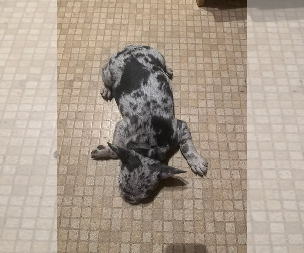 Medium Photo #5 French Bulldog Puppy For Sale in SACRAMENTO, CA, USA