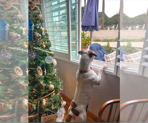 Charlotte - Adopt Me! - Female Bulloxer Dog for Adoption - Photo #8