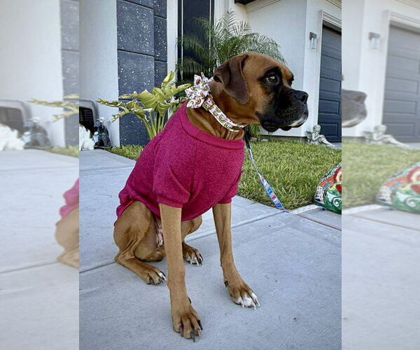 Medium Photo #3 Boxer-Unknown Mix Puppy For Sale in Dumont, NJ, USA