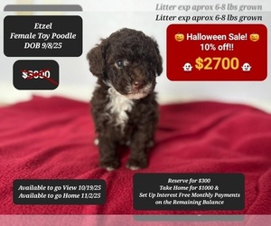 Poodle (Toy) Puppy for sale in TUCSON, AZ, USA