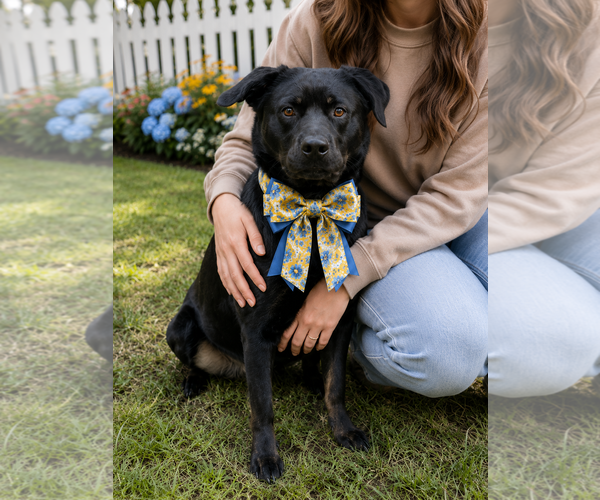 Medium Photo #12 Mutt Puppy For Sale in Mt. Laurel, NJ, USA