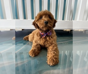 Golden Retriever-Poodle (Toy) Mix Puppy for sale in CROWN CITY, OH, USA