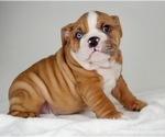 Small Photo #5 Bulldog Puppy For Sale in NAPPANEE, IN, USA