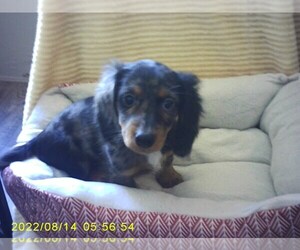 Dachshund Puppy for sale in GORDONVILLE, TX, USA