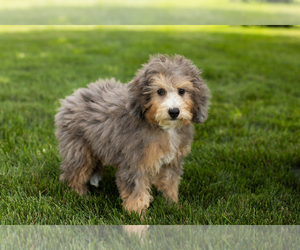 Miniature Bernedoodle-Poodle (Miniature) Mix Puppy for sale in SHIPSHEWANA, IN, USA