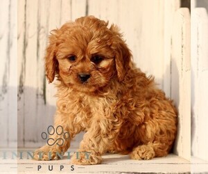 Cavapoo (Miniature) Puppy for sale in NEW HOLLAND, PA, USA