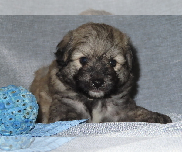 Medium Photo #20 Pookimo Puppy For Sale in MEMPHIS, MO, USA