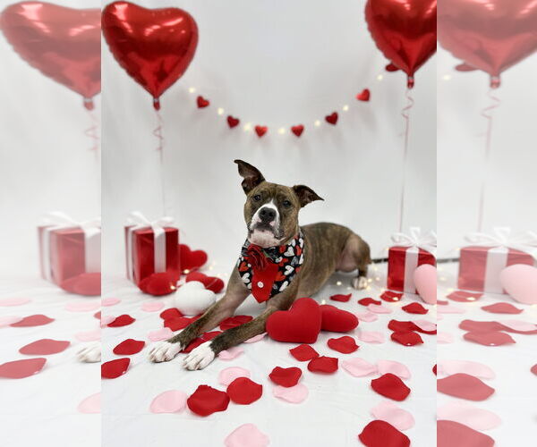 Medium Photo #1  Puppy For Sale in , 